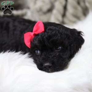 Rosa, Cavapoo Puppy